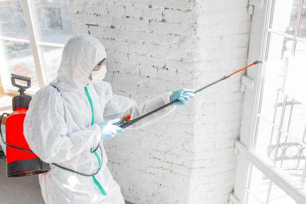 Best Attic Mold Removal  in O, MI